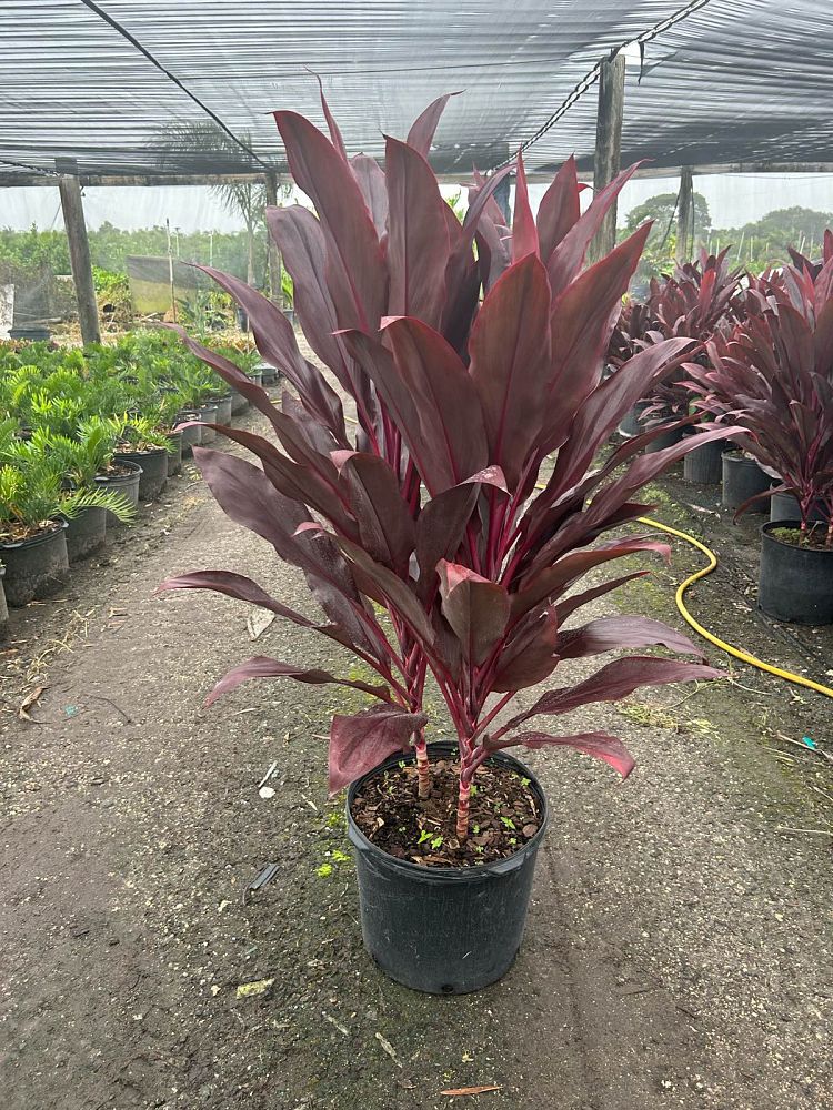 cordyline-fruticosa-auntie-lou-ti-plant-cordyline-terminalis-dracaena-terminalis