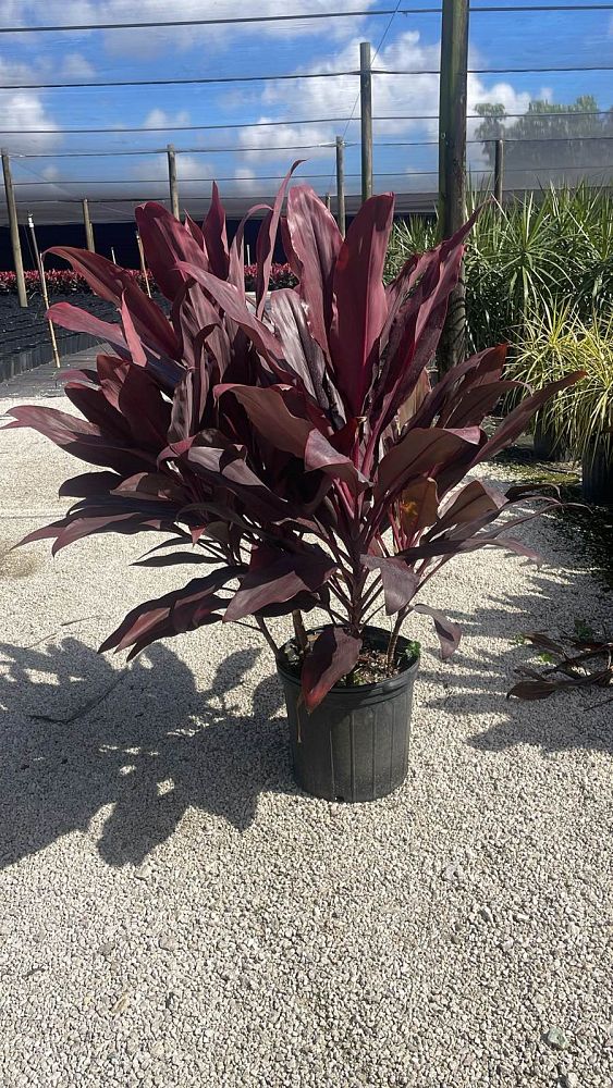 cordyline-fruticosa-auntie-lou-ti-plant-cordyline-terminalis-dracaena-terminalis