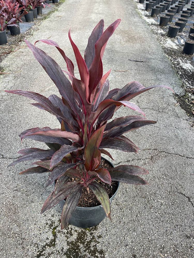 cordyline-fruticosa-auntie-lou-ti-plant-cordyline-terminalis-dracaena-terminalis