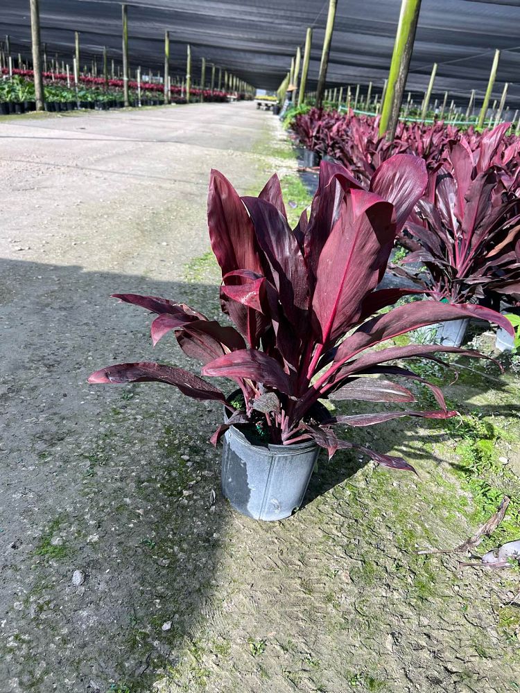 cordyline-fruticosa-auntie-lou-ti-plant-cordyline-terminalis-dracaena-terminalis