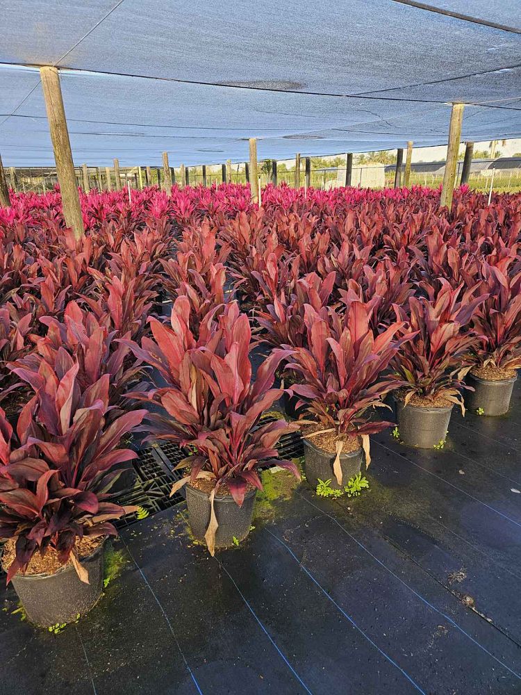 cordyline-fruticosa-auntie-lou-ti-plant-cordyline-terminalis-dracaena-terminalis