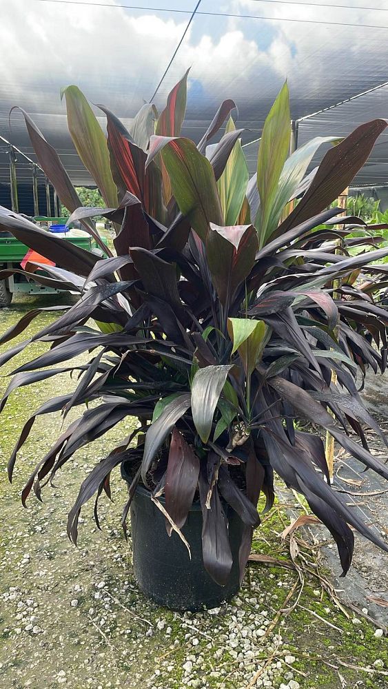 cordyline-fruticosa-black-magic-ti-plant-cordyline-terminalis-dracaena-terminalis