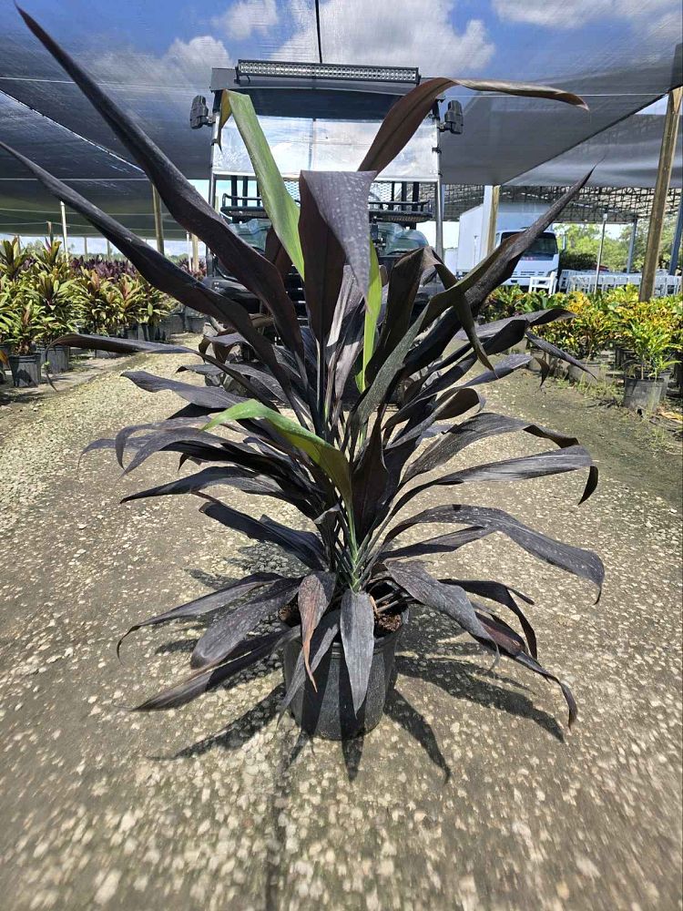 cordyline-fruticosa-black-magic-ti-plant-cordyline-terminalis-dracaena-terminalis