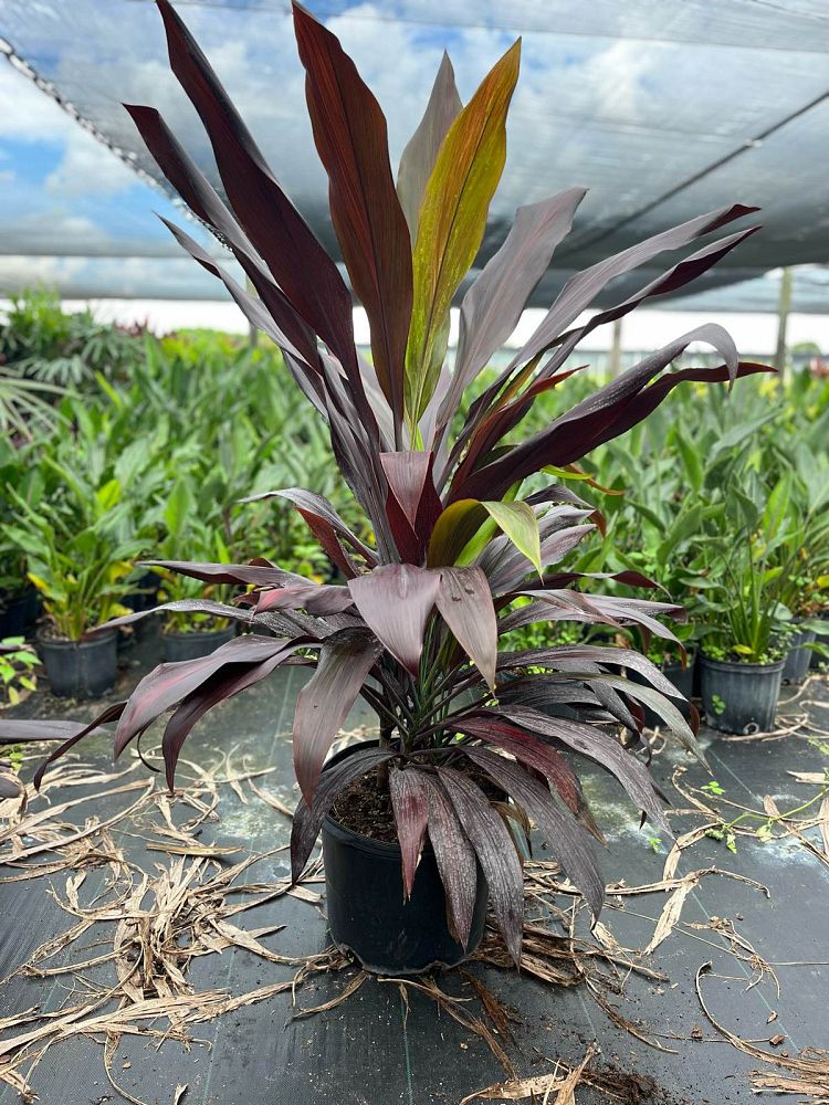 cordyline-fruticosa-black-magic-ti-plant-cordyline-terminalis-dracaena-terminalis