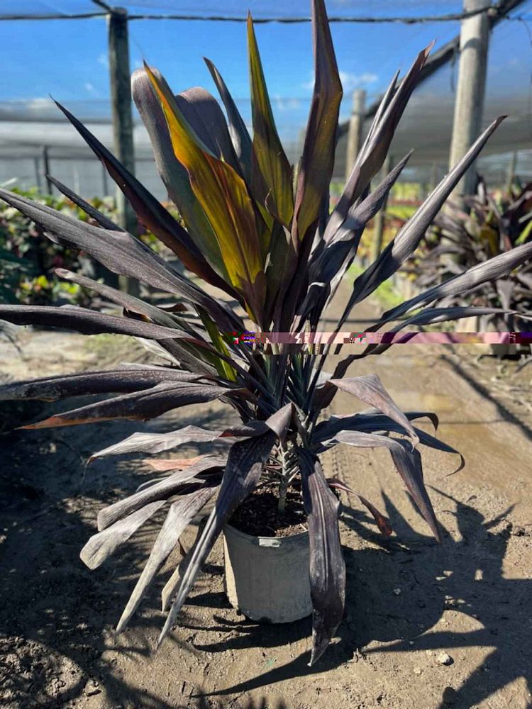 cordyline-fruticosa-black-magic-ti-plant-cordyline-terminalis-dracaena-terminalis