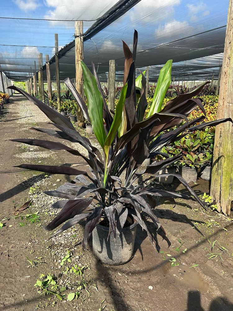 cordyline-fruticosa-black-magic-ti-plant-cordyline-terminalis-dracaena-terminalis