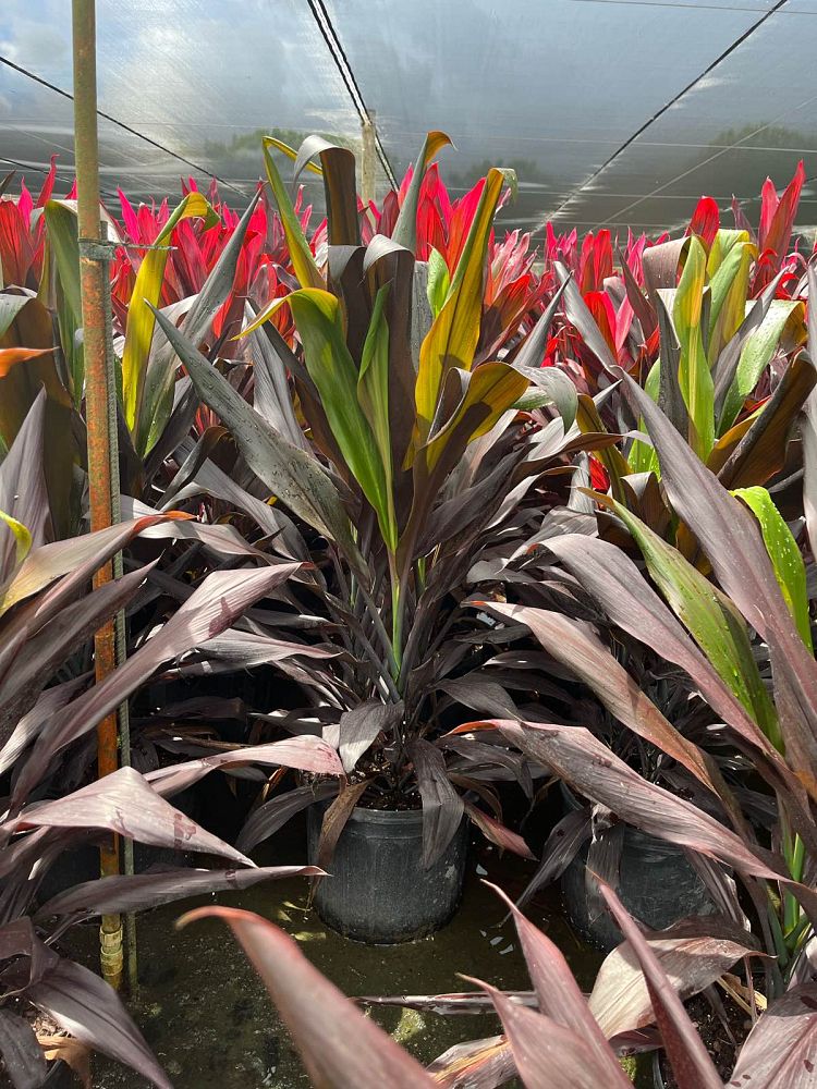 cordyline-fruticosa-black-magic-ti-plant-cordyline-terminalis-dracaena-terminalis