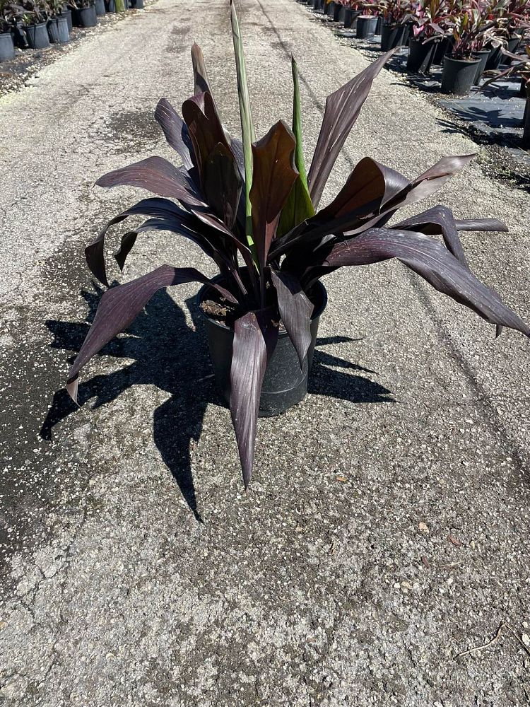 cordyline-fruticosa-black-magic-ti-plant-cordyline-terminalis-dracaena-terminalis