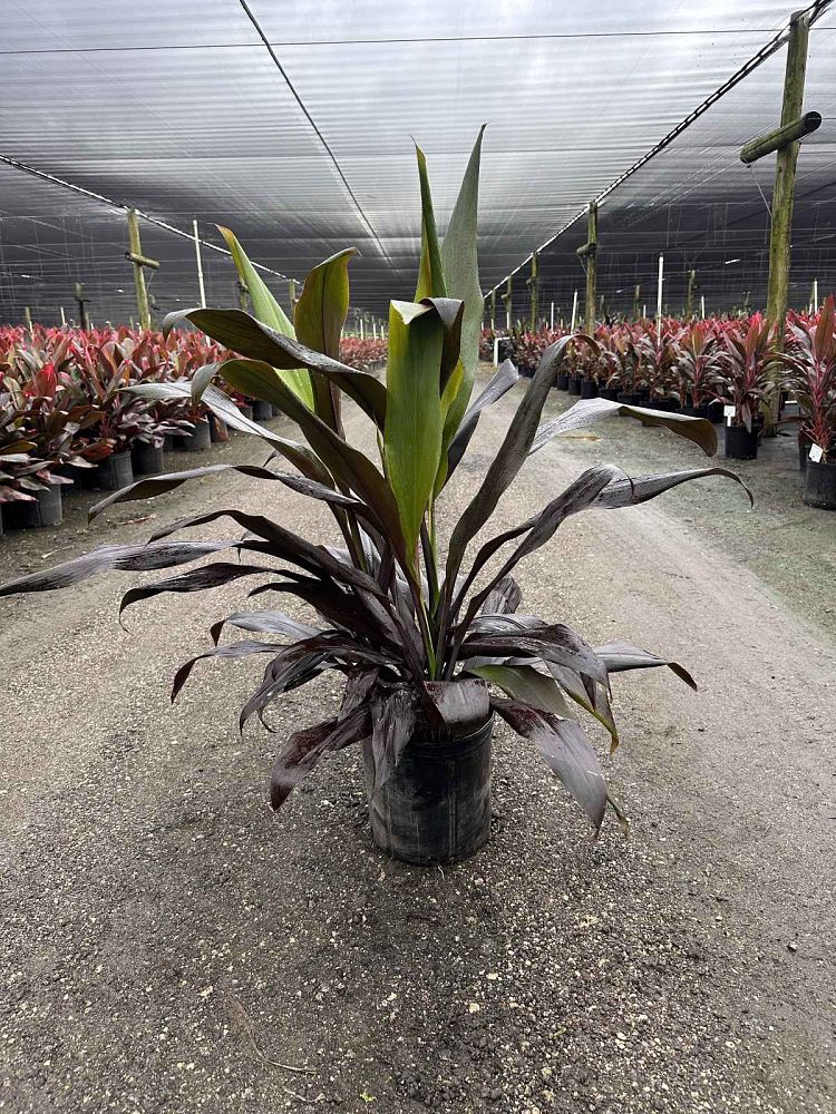 cordyline-fruticosa-black-magic-ti-plant-cordyline-terminalis-dracaena-terminalis