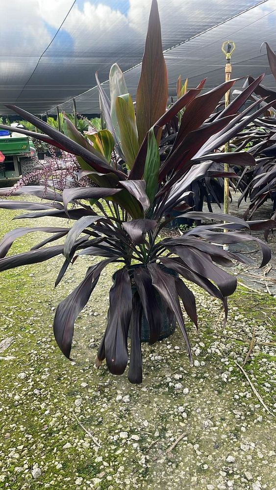 cordyline-fruticosa-black-magic-ti-plant-cordyline-terminalis-dracaena-terminalis