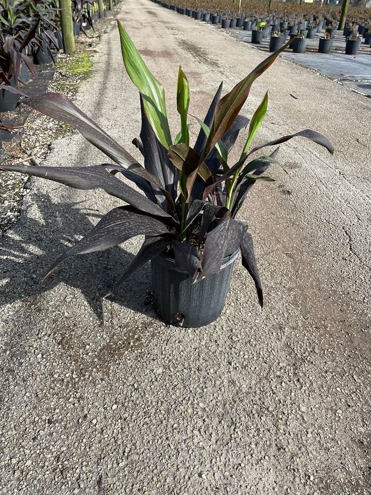 cordyline-fruticosa-black-magic-ti-plant-cordyline-terminalis-dracaena-terminalis