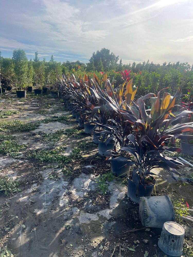 cordyline-fruticosa-black-magic-ti-plant-cordyline-terminalis-dracaena-terminalis