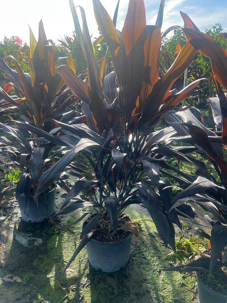 cordyline-fruticosa-black-magic-ti-plant-cordyline-terminalis-dracaena-terminalis