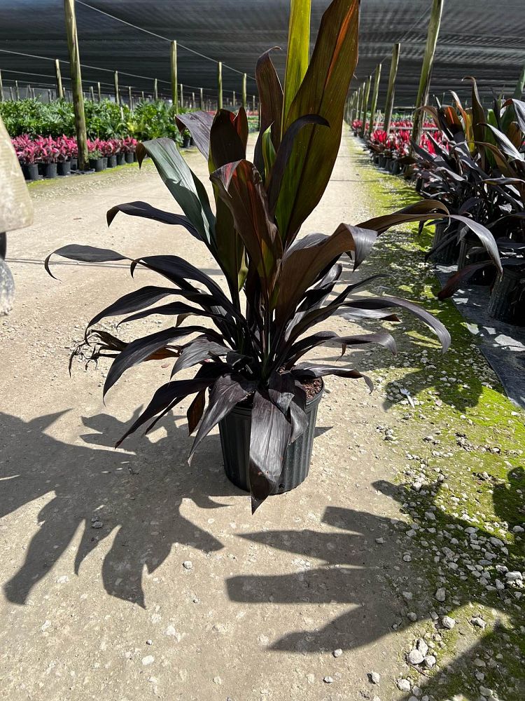 cordyline-fruticosa-black-magic-ti-plant-cordyline-terminalis-dracaena-terminalis