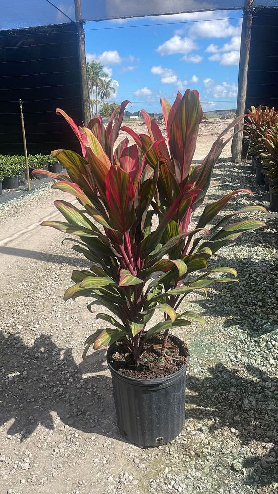 cordyline-fruticosa-harlequin-ti-plant-cordyline-terminalis-dracaena-terminalis