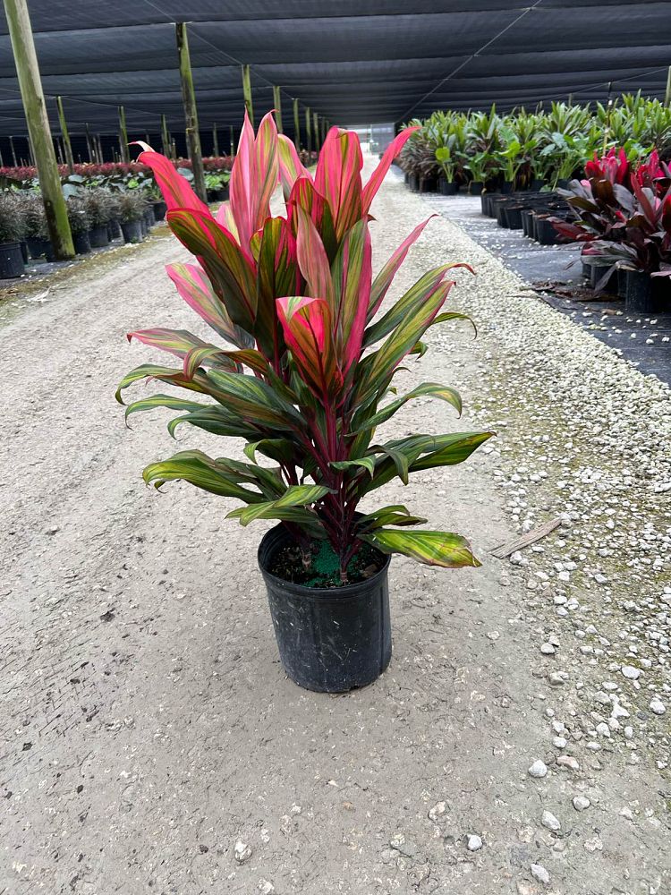 cordyline-fruticosa-harlequin-ti-plant-cordyline-terminalis-dracaena-terminalis