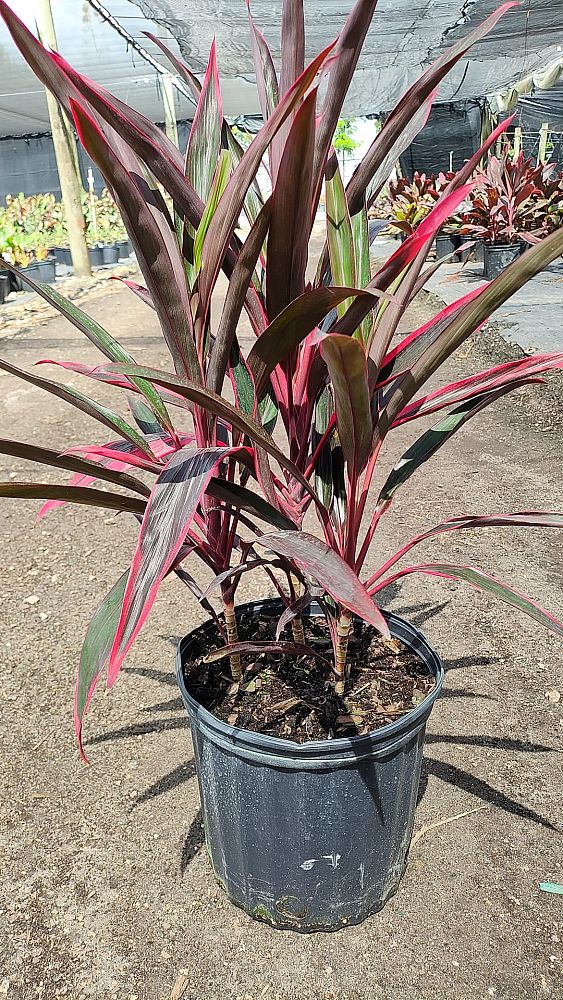 cordyline-fruticosa-hot-pepper-ti-plant-cordyline-terminalis-dracaena-terminalis