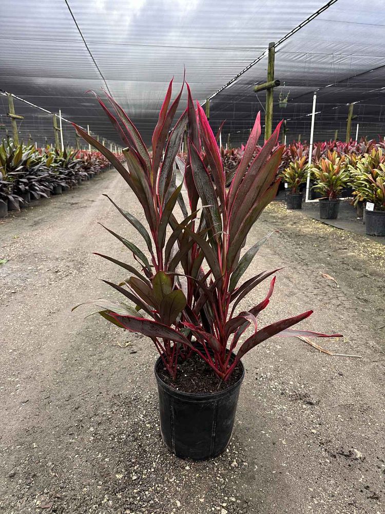 cordyline-fruticosa-hot-pepper-ti-plant-cordyline-terminalis-dracaena-terminalis