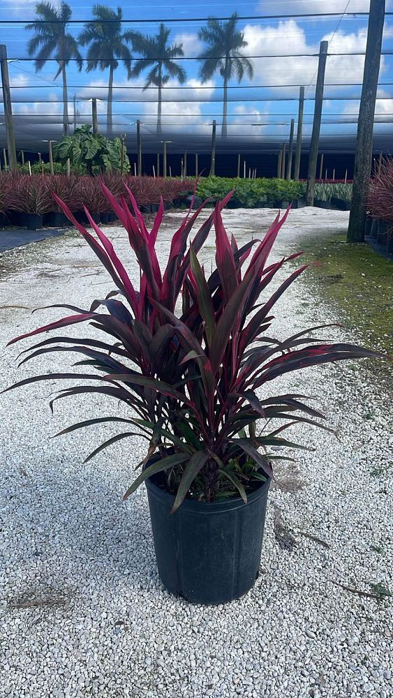 cordyline-fruticosa-hot-pepper-ti-plant-cordyline-terminalis-dracaena-terminalis