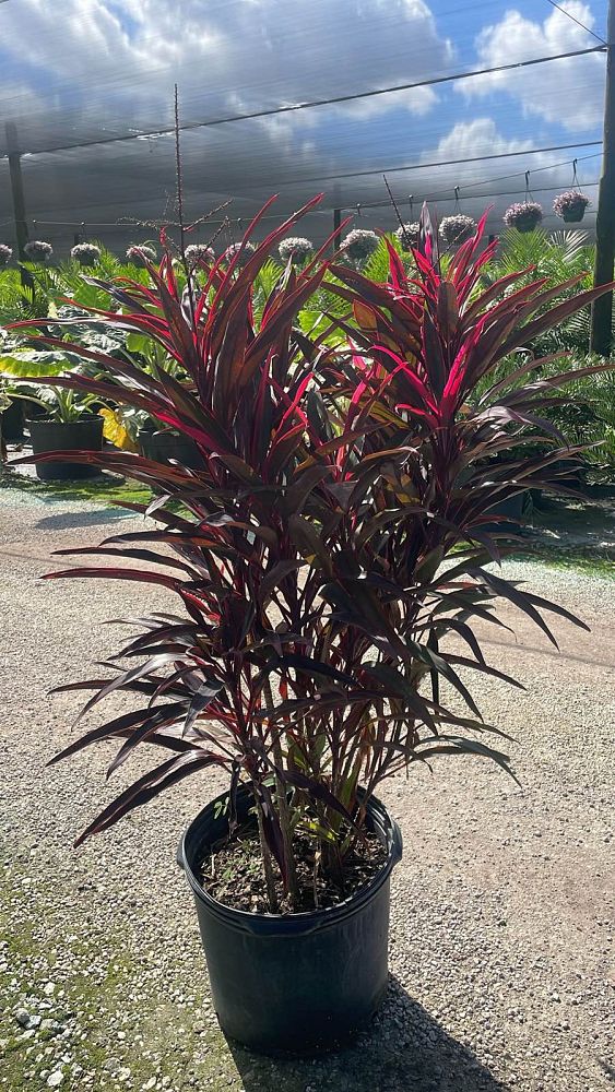 cordyline-fruticosa-hot-pepper-ti-plant-cordyline-terminalis-dracaena-terminalis