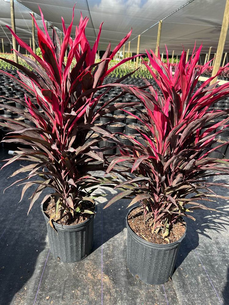 cordyline-fruticosa-hot-pepper-ti-plant-cordyline-terminalis-dracaena-terminalis