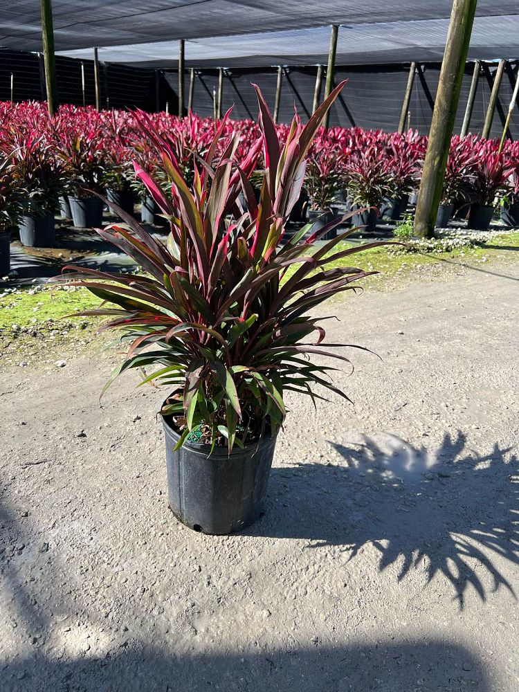 cordyline-fruticosa-hot-pepper-ti-plant-cordyline-terminalis-dracaena-terminalis