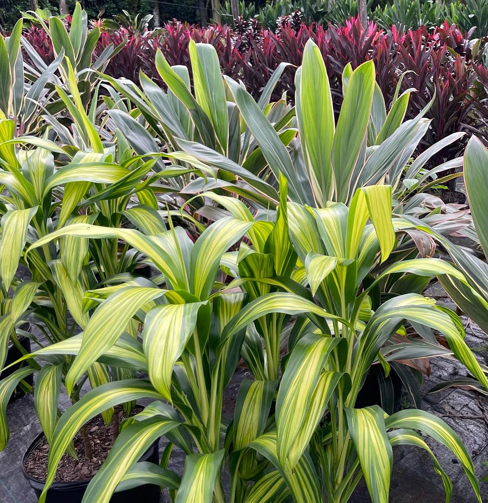 cordyline-fruticosa-kiwi-ti-plant-cordyline-terminalis-dracaena-terminalis