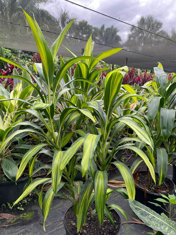 cordyline-fruticosa-kiwi-ti-plant-cordyline-terminalis-dracaena-terminalis