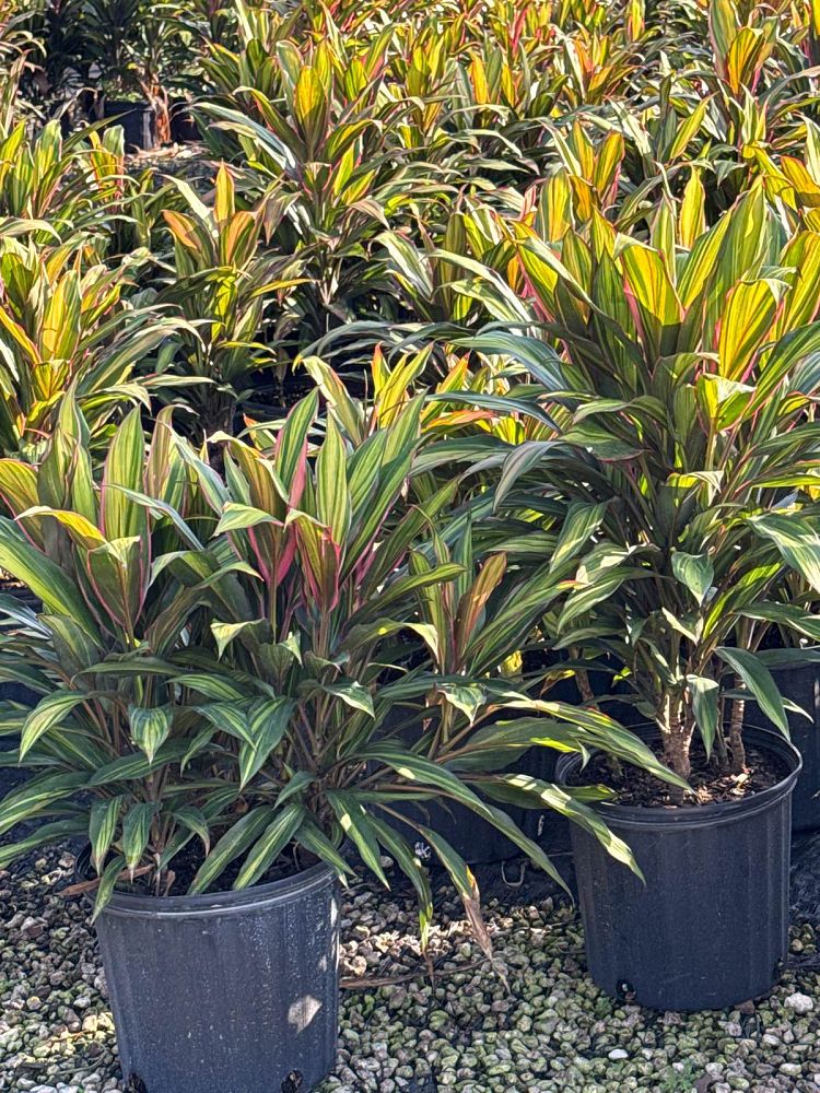 cordyline-fruticosa-kiwi-ti-plant-cordyline-terminalis-dracaena-terminalis