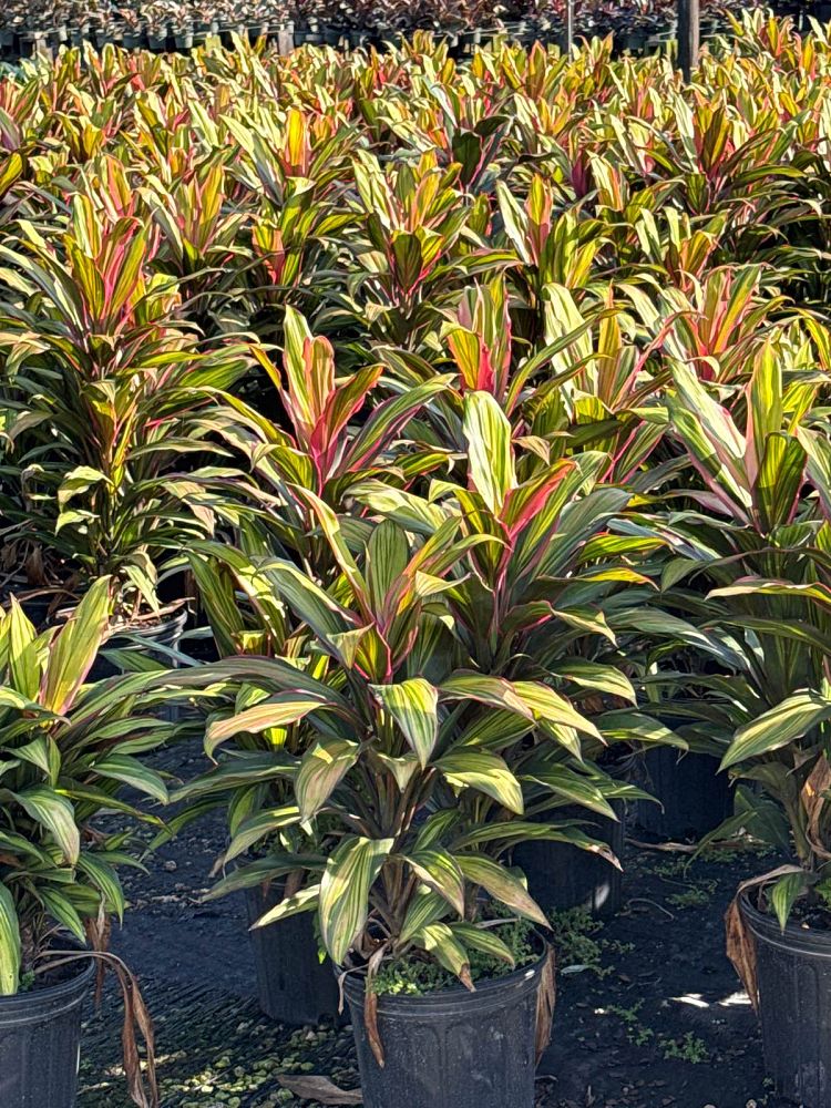 cordyline-fruticosa-kiwi-ti-plant-cordyline-terminalis-dracaena-terminalis