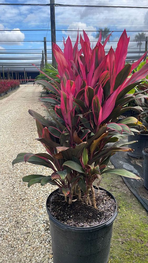 cordyline-fruticosa-maria-ti-plant-cordyline-terminalis-dracaena-terminalis