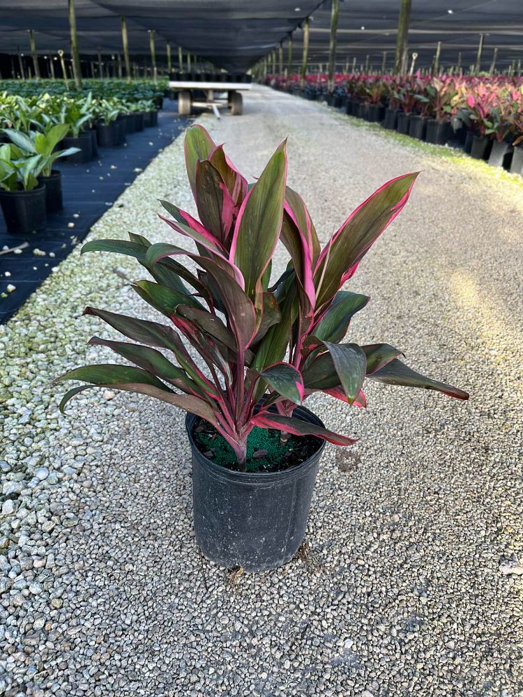 cordyline-fruticosa-maria-ti-plant-cordyline-terminalis-dracaena-terminalis