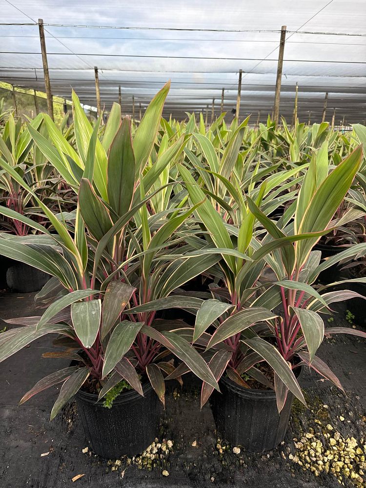 cordyline-fruticosa-pink-diamond-ti-plant-cordyline-terminalis-dracaena-terminalis