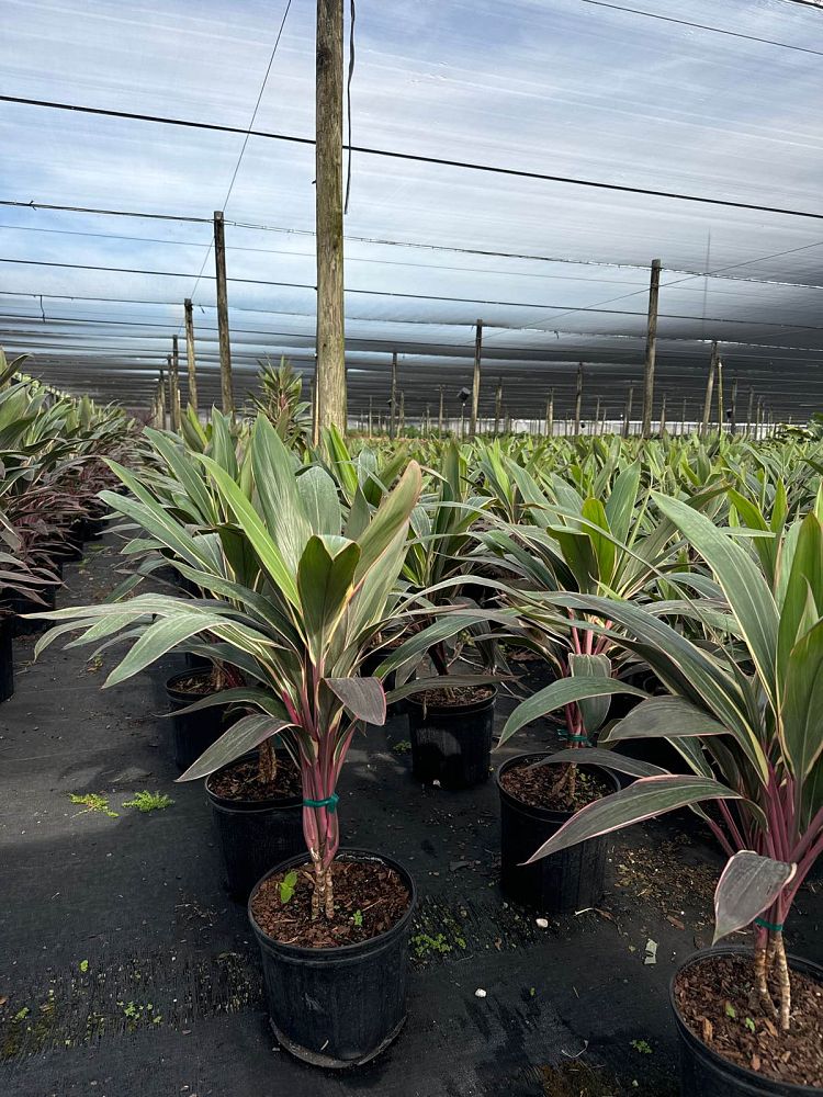 cordyline-fruticosa-pink-diamond-ti-plant-cordyline-terminalis-dracaena-terminalis