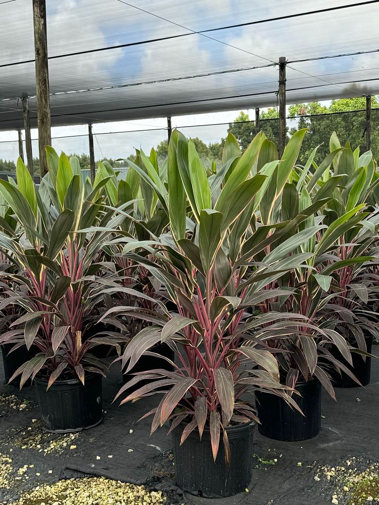 cordyline-fruticosa-pink-diamond-ti-plant-cordyline-terminalis-dracaena-terminalis