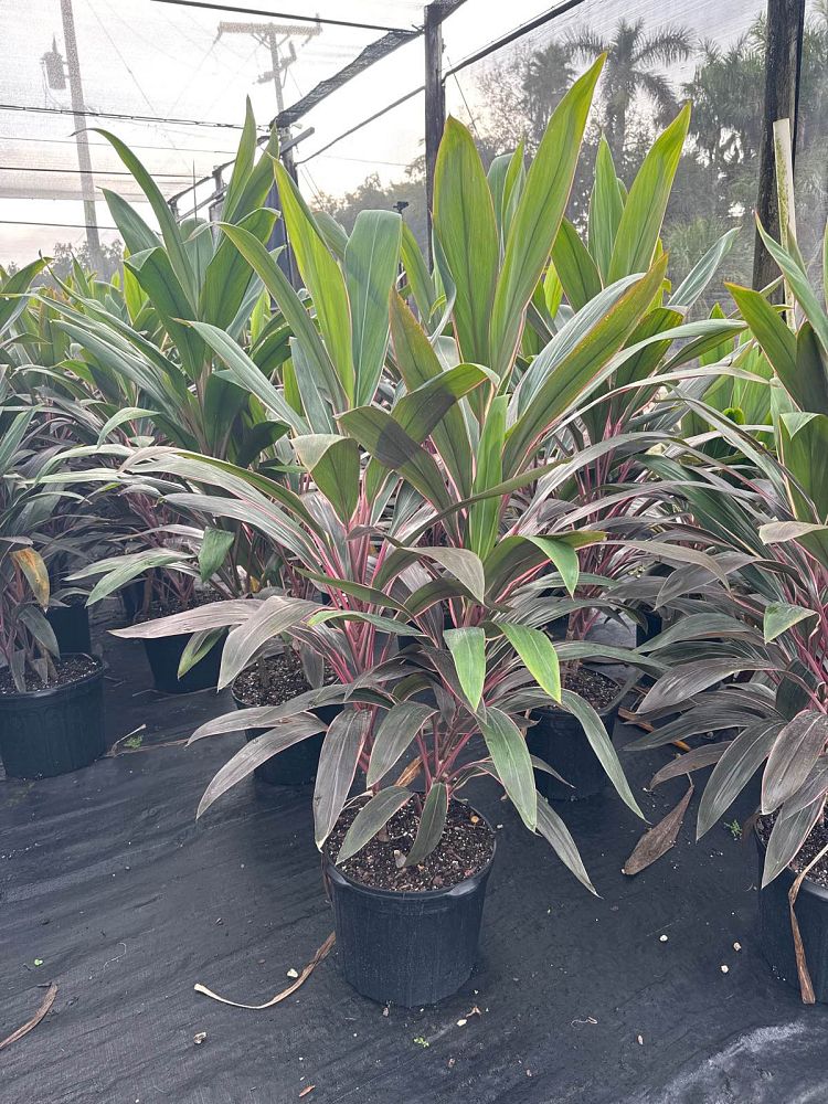 cordyline-fruticosa-pink-diamond-ti-plant-cordyline-terminalis-dracaena-terminalis