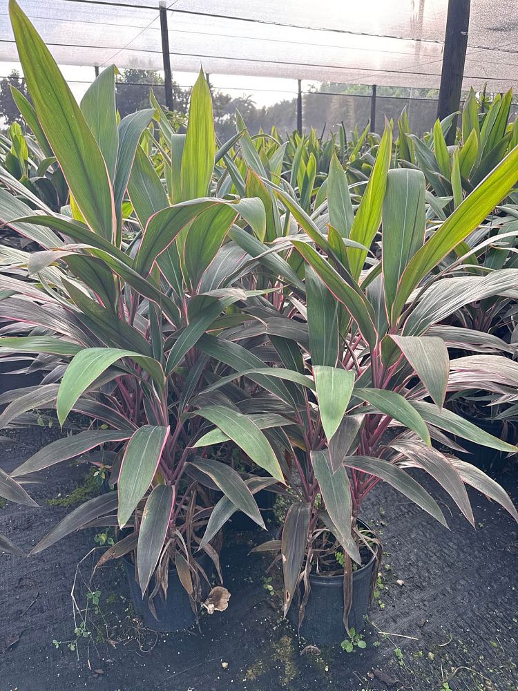 cordyline-fruticosa-pink-diamond-ti-plant-cordyline-terminalis-dracaena-terminalis