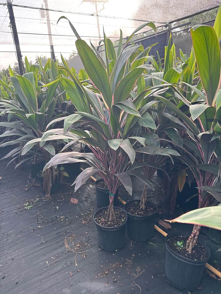 cordyline-fruticosa-pink-diamond-ti-plant-cordyline-terminalis-dracaena-terminalis