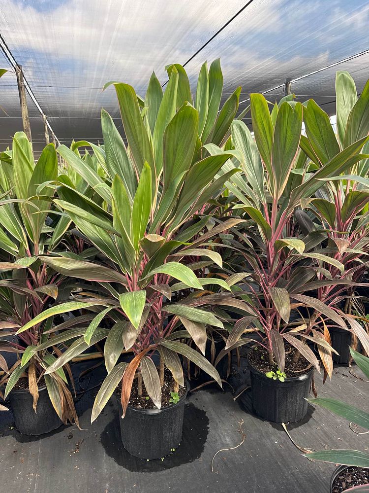 cordyline-fruticosa-pink-diamond-ti-plant-cordyline-terminalis-dracaena-terminalis