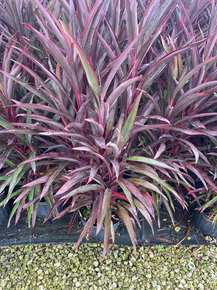 cordyline-fruticosa-red-sensation-good-luck-plant-ti-plant-hawaiian-ti-plant