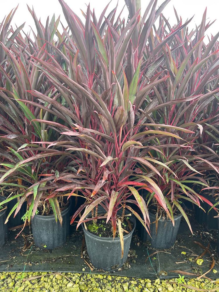 cordyline-fruticosa-red-sensation-good-luck-plant-ti-plant-hawaiian-ti-plant