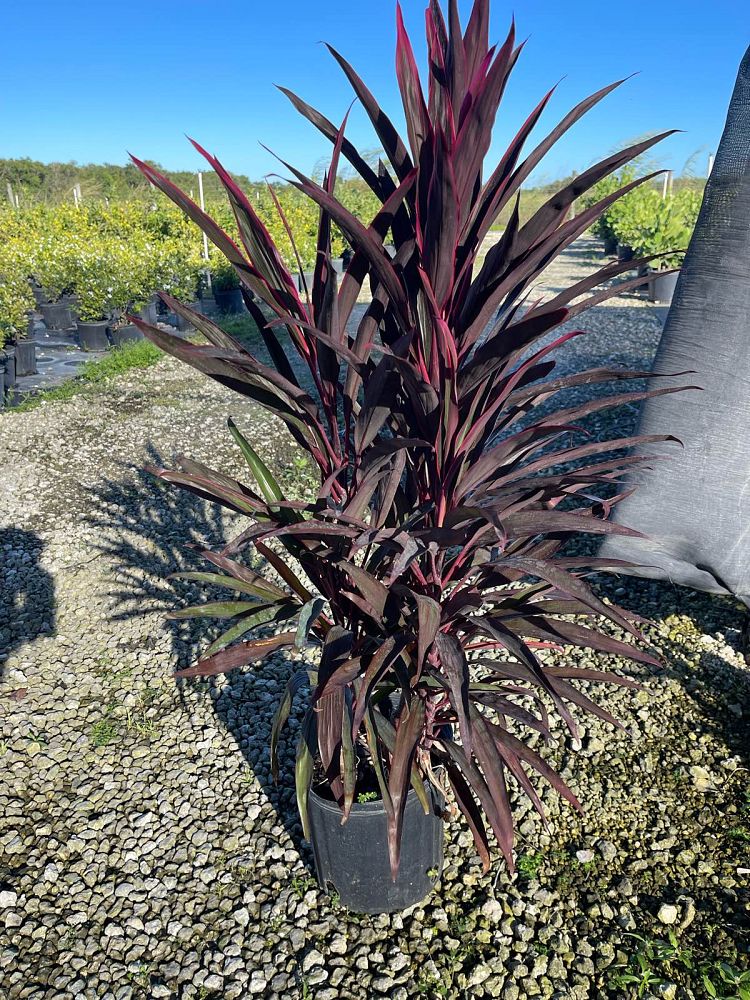 cordyline-fruticosa-red-sensation-good-luck-plant-ti-plant-hawaiian-ti-plant