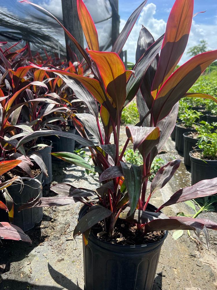 cordyline-fruticosa-red-sister-ti-plant-cordyline-terminalis-dracaena-terminalis