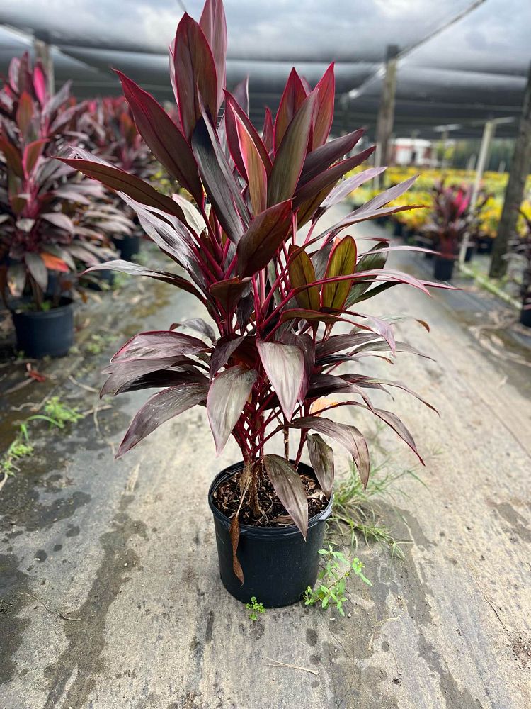 cordyline-fruticosa-red-sister-ti-plant-cordyline-terminalis-dracaena-terminalis