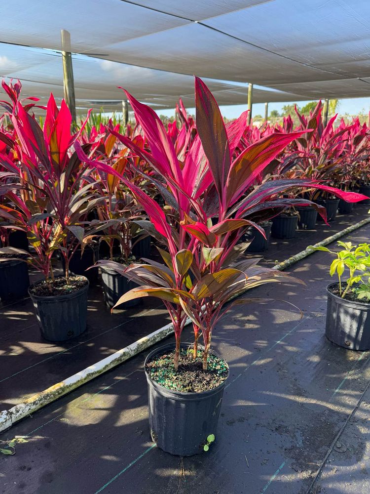 cordyline-fruticosa-red-sister-ti-plant-cordyline-terminalis-dracaena-terminalis