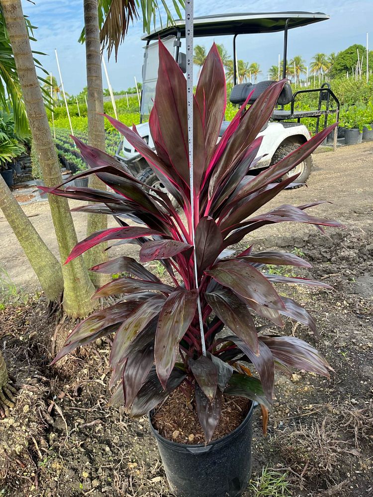 cordyline-fruticosa-red-sister-ti-plant-cordyline-terminalis-dracaena-terminalis