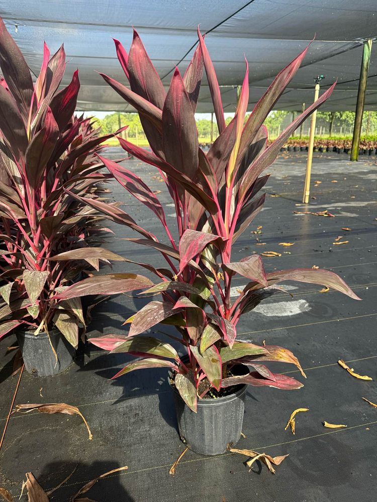 cordyline-fruticosa-red-sister-ti-plant-cordyline-terminalis-dracaena-terminalis