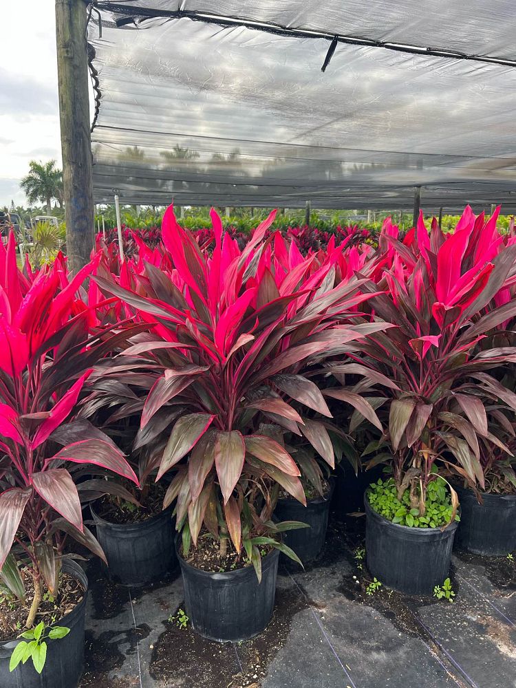 cordyline-fruticosa-red-sister-ti-plant-cordyline-terminalis-dracaena-terminalis