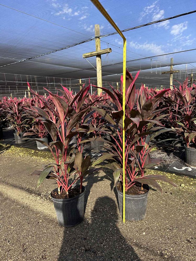 cordyline-fruticosa-red-sister-ti-plant-cordyline-terminalis-dracaena-terminalis