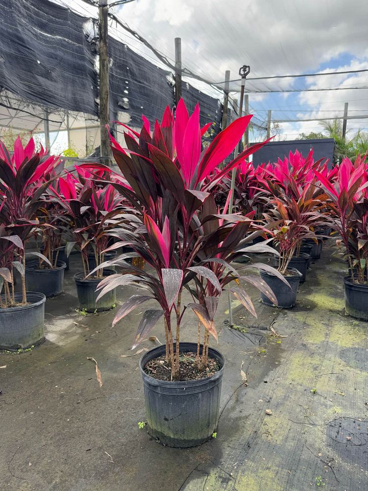 cordyline-fruticosa-red-sister-ti-plant-cordyline-terminalis-dracaena-terminalis